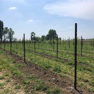 Agricultural Field for Sale in Sacile