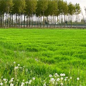 Agricultural Field for Sale in Sacile