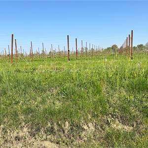 Agricultural Field for Sale in Aviano