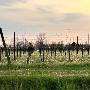 Agricultural Field for Sale in Sacile