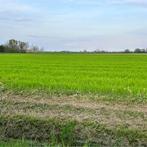 Agricultural Field for Sale in Prata di Pordenone