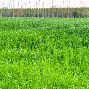 Agricultural Field for Sale in Sacile