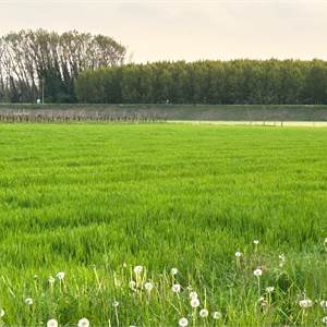 Agricultural Field for Sale in Prata di Pordenone