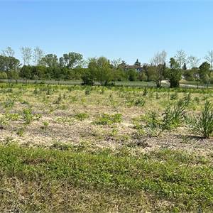 Agricultural Field for Sale in Pasiano di Pordenone