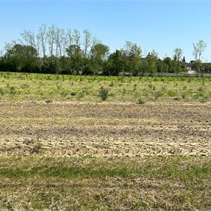 Agricultural Field for Sale in Sacile