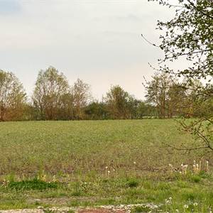 Agricultural Field for Sale in Roveredo in Piano