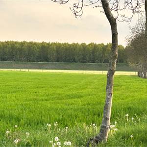 Agricultural Field for Sale in Roveredo in Piano
