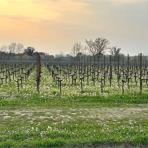 Terreno Agricolo In Vendita a Gorgo al Monticano